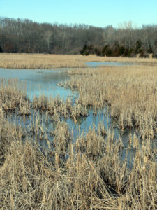 mo-marsh-wikicommons