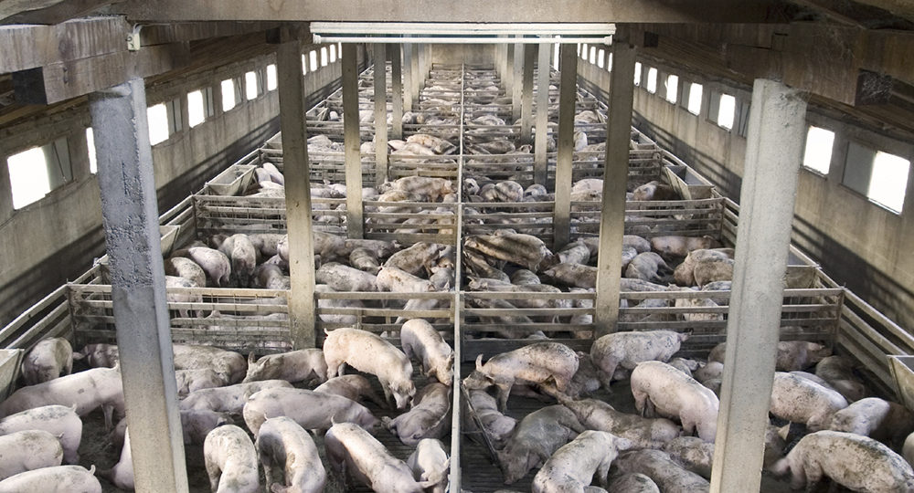Comment on DNR’s Regulatory Rollbacks for CAFOs