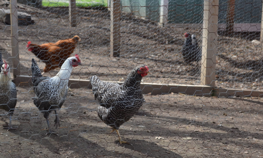 Ordinance 70608 – Chickens in St. Louis