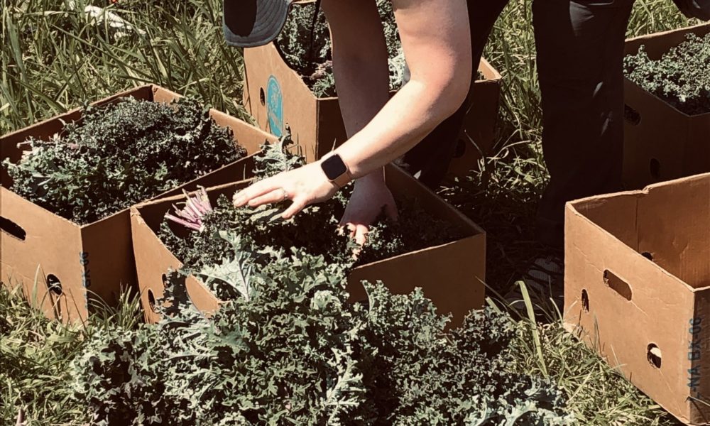 Greater St. Louis Area Gleaning Program