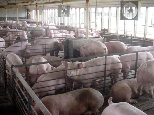 How to Recognize a CAFO