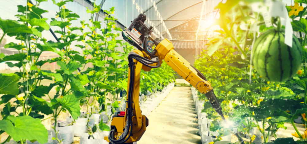 Artificial Intelligence: A Band-Aid on Bad Agricultural Policy