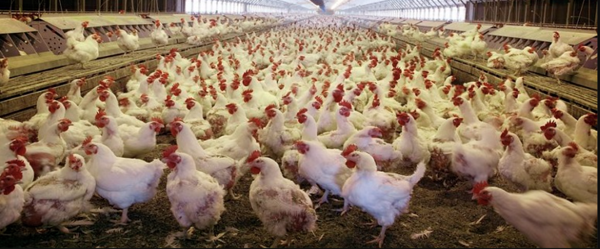 A Letter from our Member, Dana Ripper - Missouri Coalition for the ...